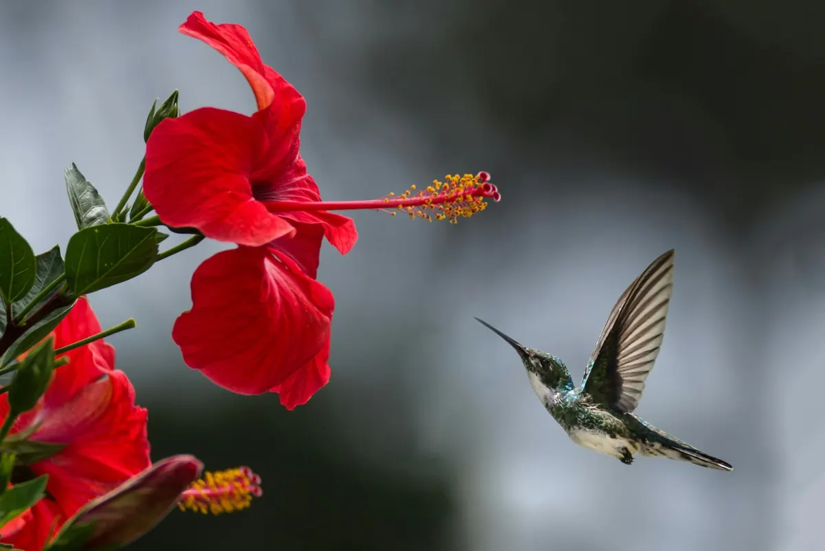 Right view of a hummingbird